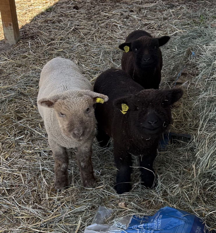 Three young babydoll lambs at Lit Lavender — one cream and two black, on hay