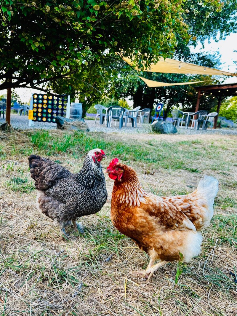 Farm chickens