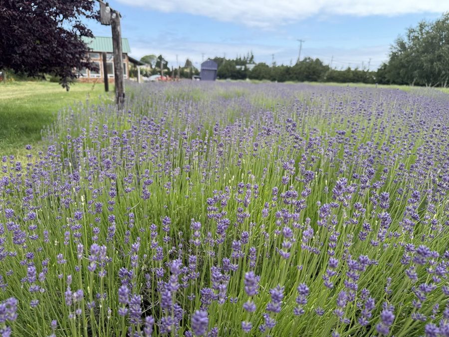 Rows of lavender in full purple bloom at Lit Lavender Farm in Sequim, Washington