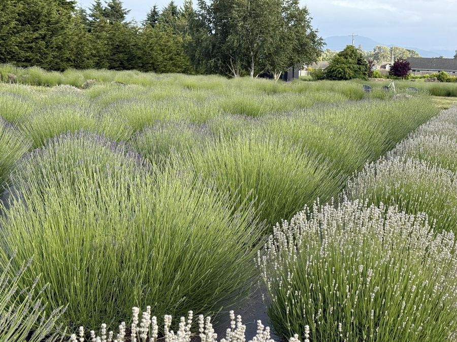 English lavender and French lavandin growing in adjacent rows at Lit Lavender Farm