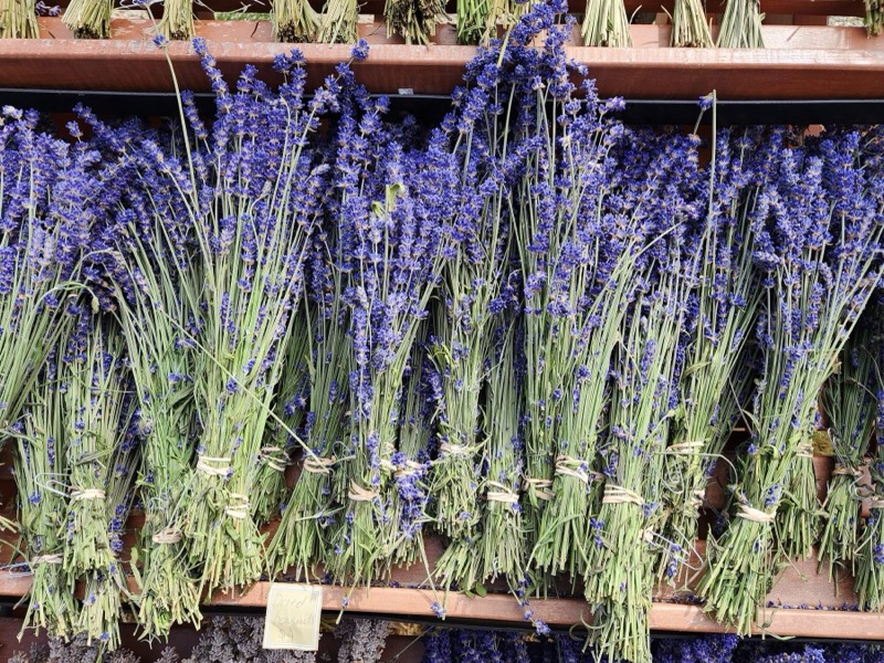 Fresh harvested lavender bundles
