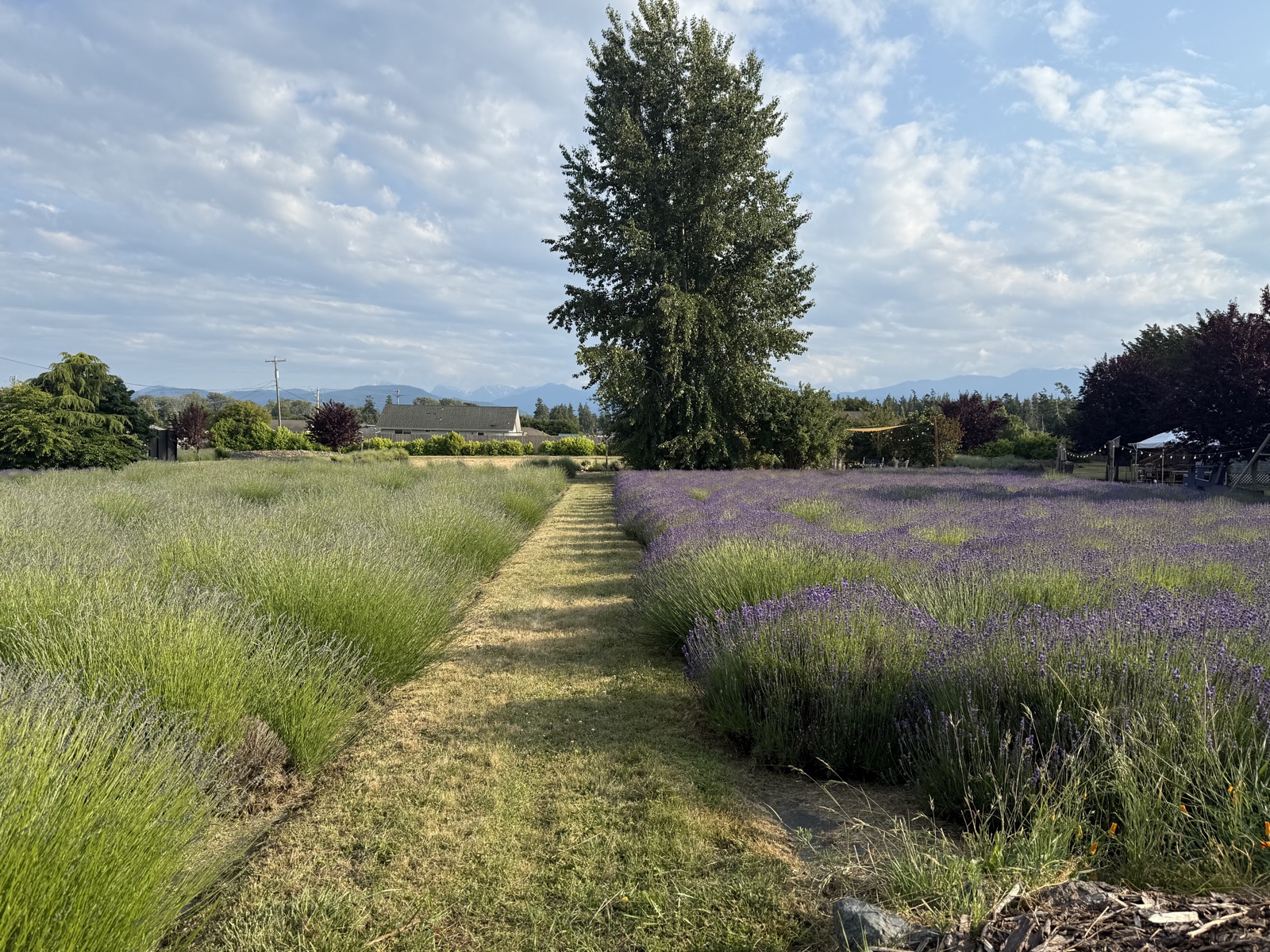 Lavender fields with Olympic Mountains
