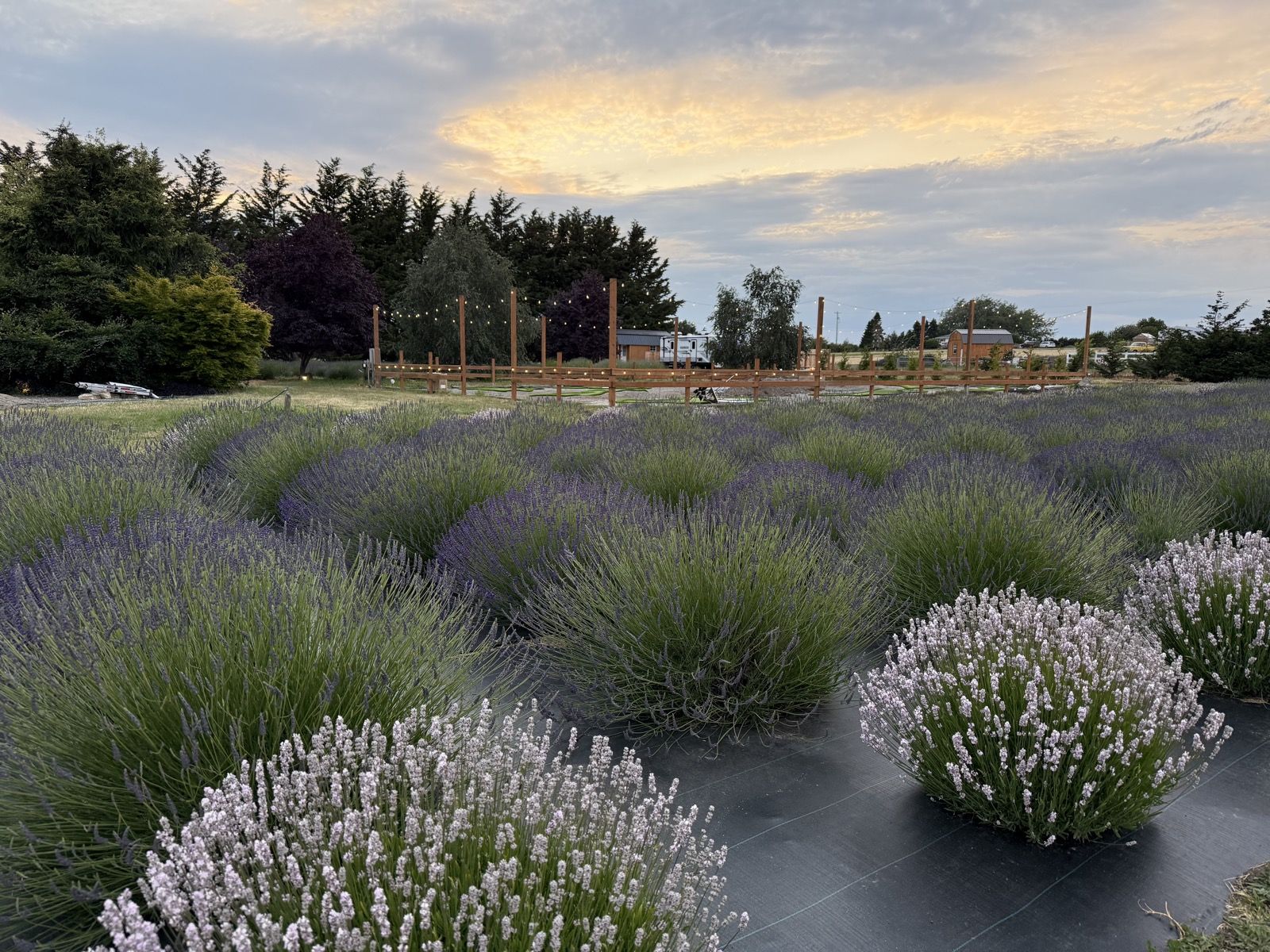 Anti-Mosquito Lavender Spray