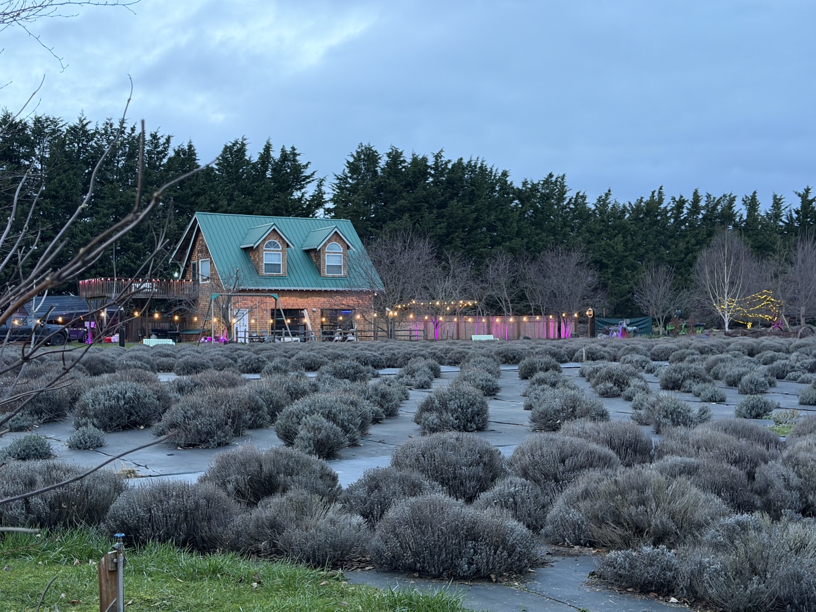 Barn at dusk with string lights