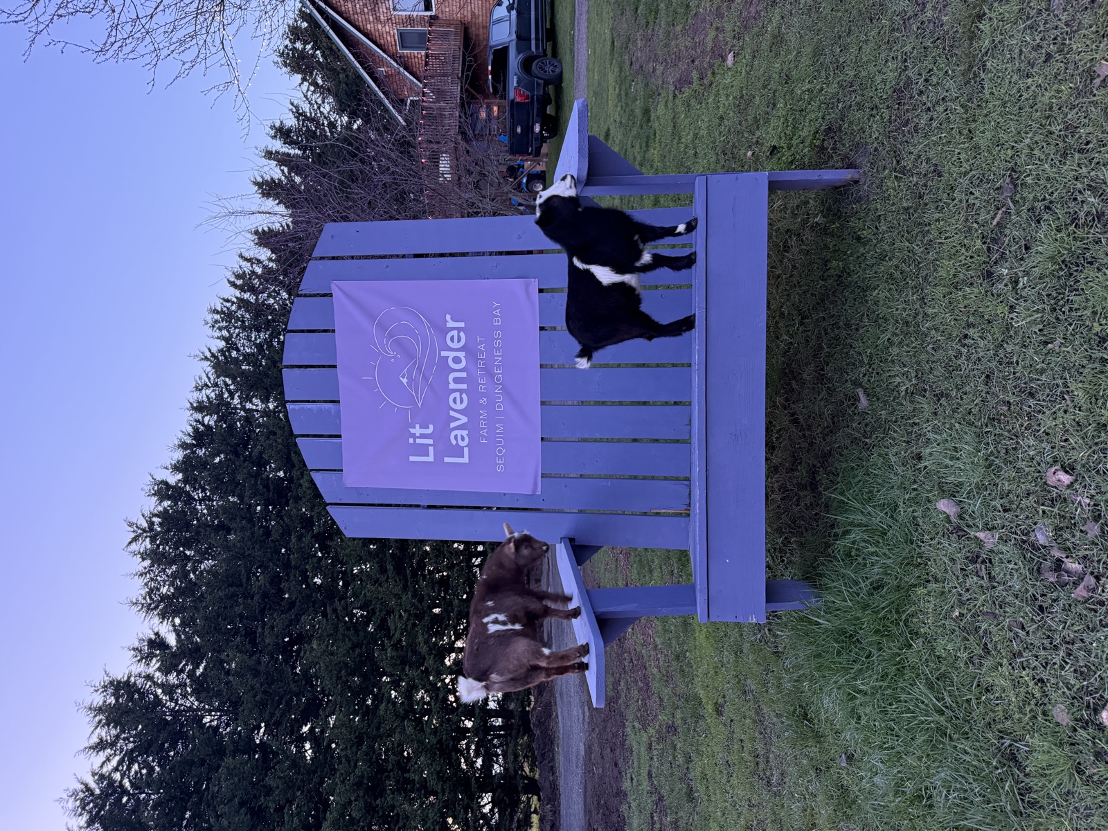 Lit Lavender sign with goats