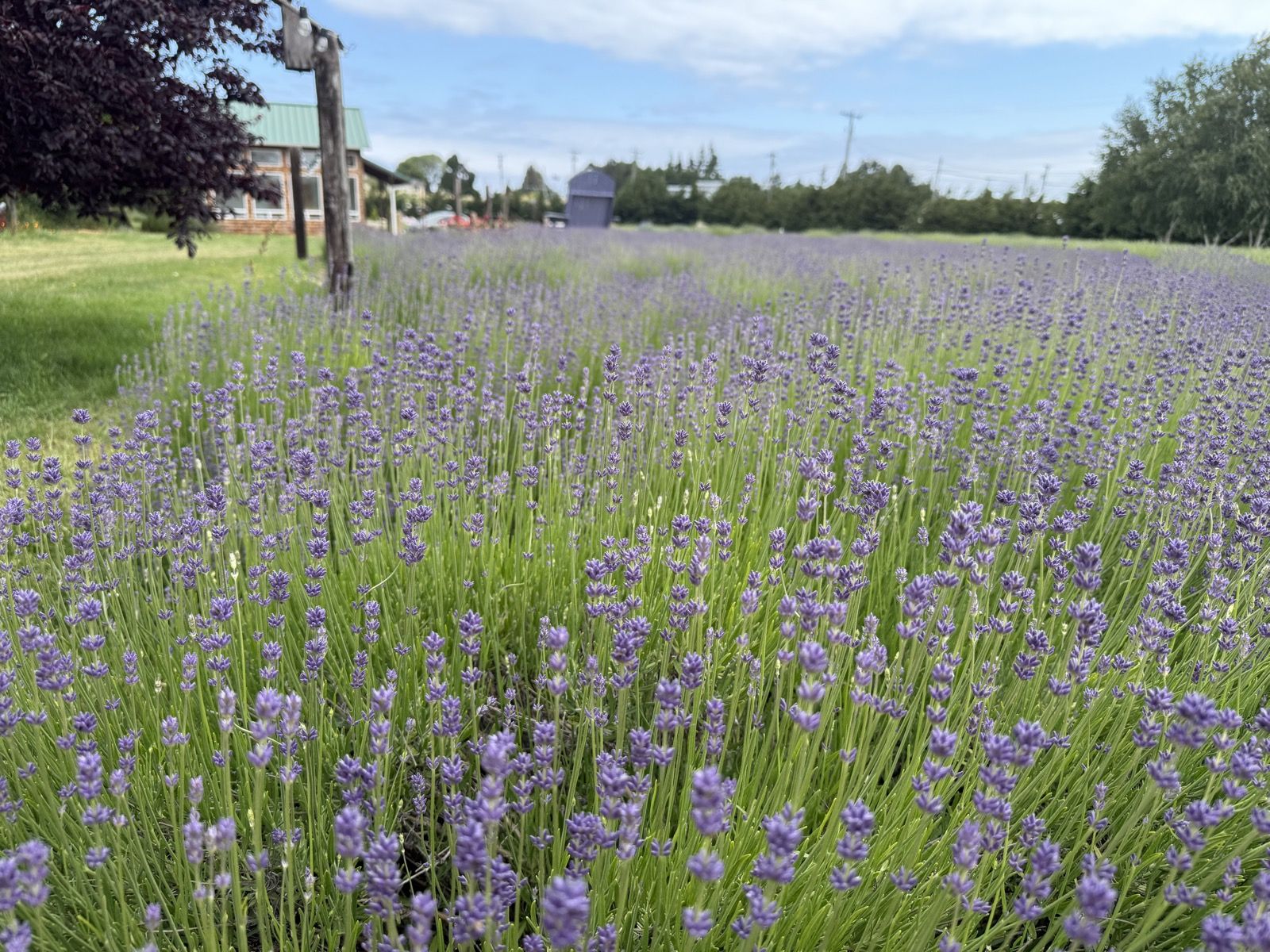 Dried Lavender Buds