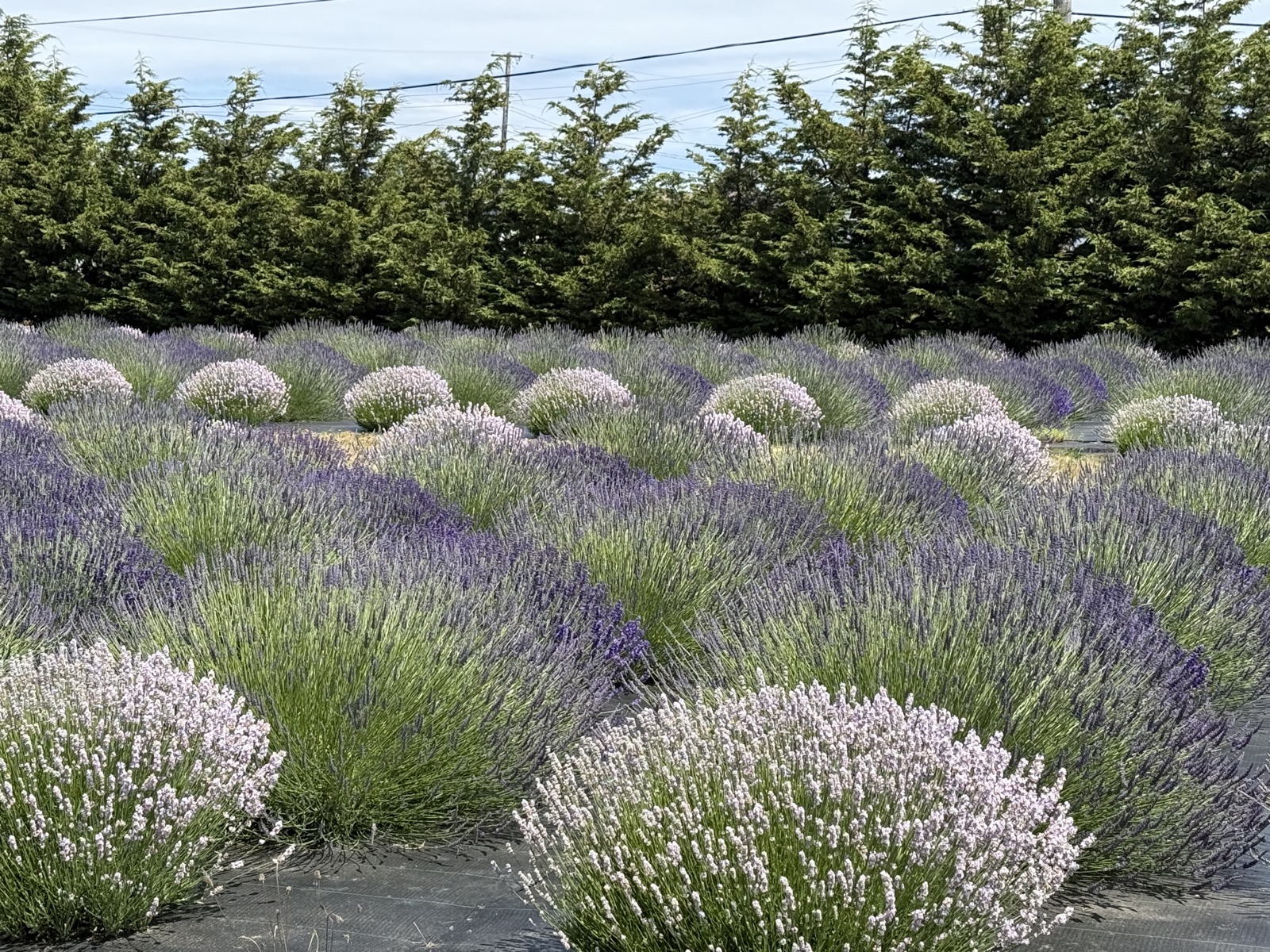 Purple and white lavender mounds