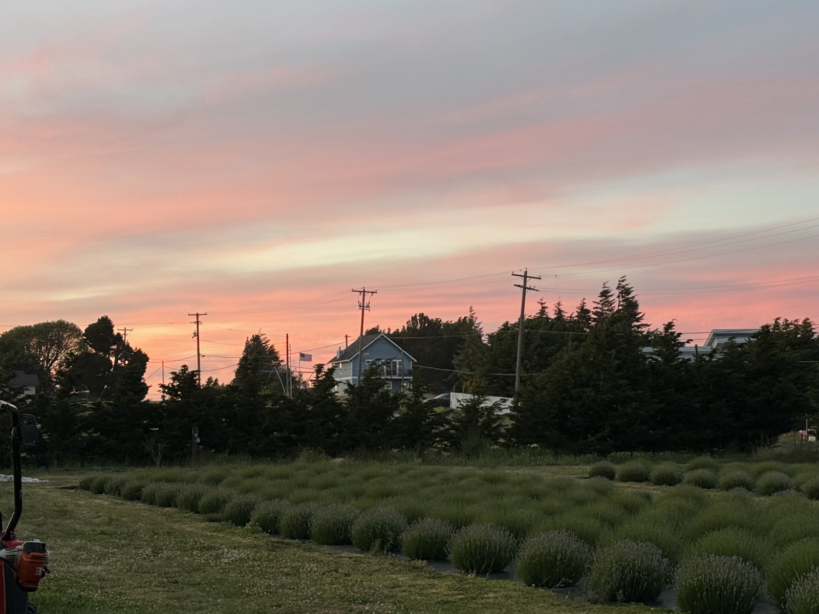 Lavender fields at Lit Lavender